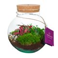 Arrangement Terrarium