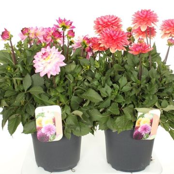 Dahlia MIX