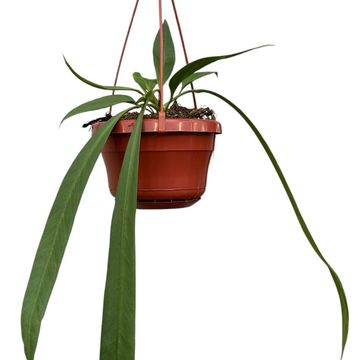 Anthurium vittariifolium