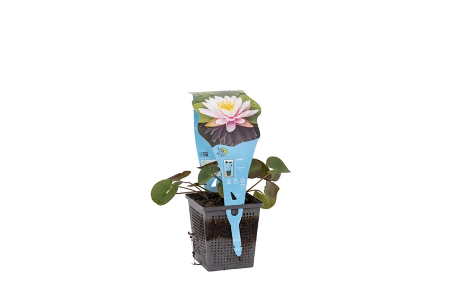 nymphaea-ray-davies-plant-wholesale-floraccess