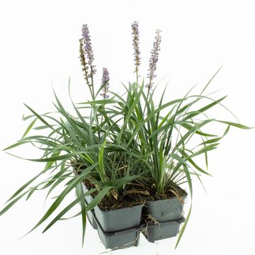 Liriope muscari 'Moneymaker'