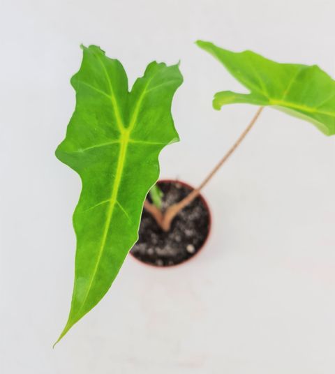 Alocasia 'Golden Dragon'