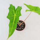 Alocasia 'Golden Dragon'