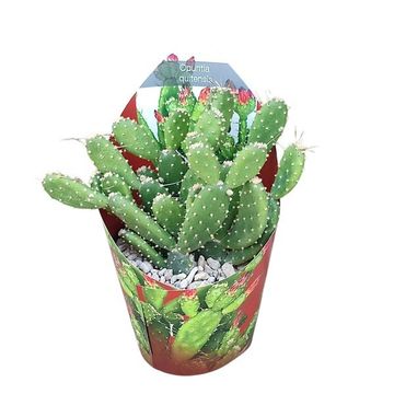 Opuntia quitensis