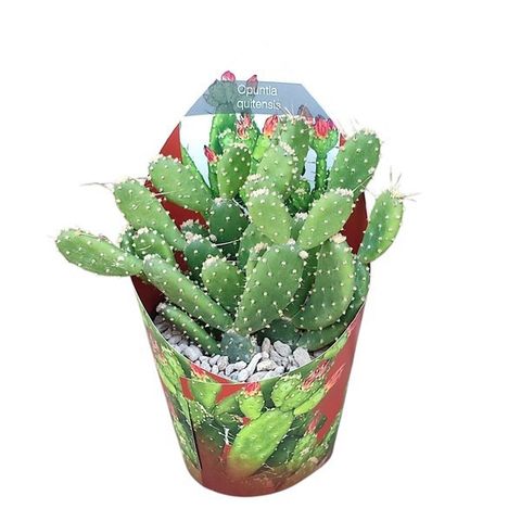 Opuntia quitensis