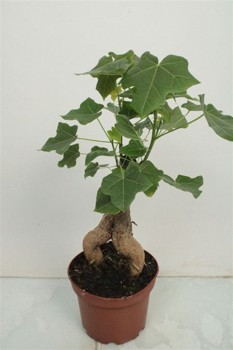 Brachychiton australis