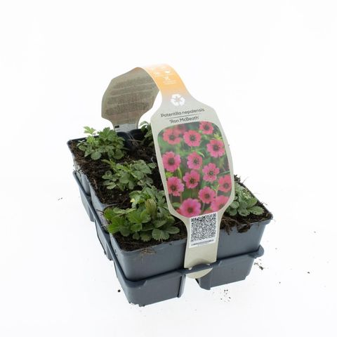 Potentilla nepalensis 'Ron McBeath'