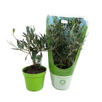 Olea europaea