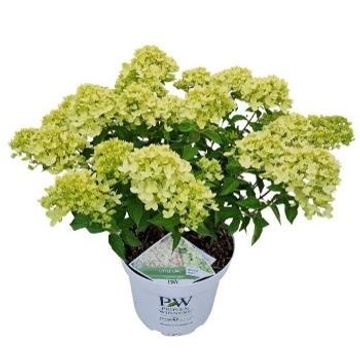 Hydrangea paniculata LITTLE LIME