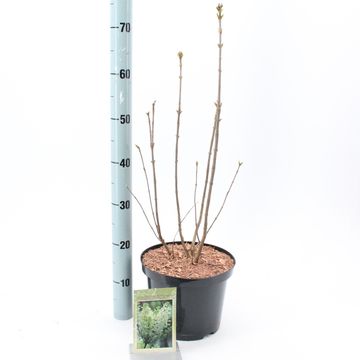 Syringa vulgaris 'Primrose'