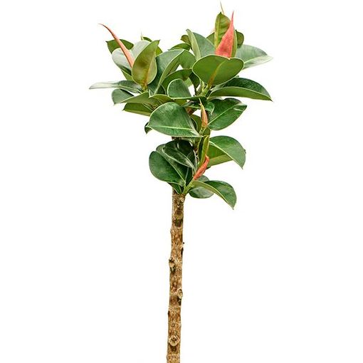 Ficus elastica CLOE