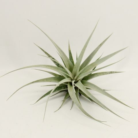 Tillandsia xerographica