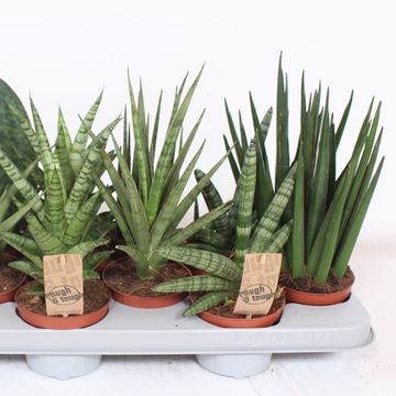 Sansevieria MIX