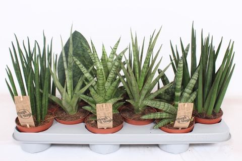 Sansevieria MIX