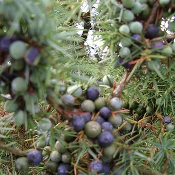 Juniperus communis 'Suecica'