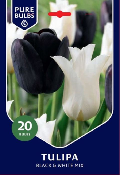 Tulipa MIX IN PACKAGING