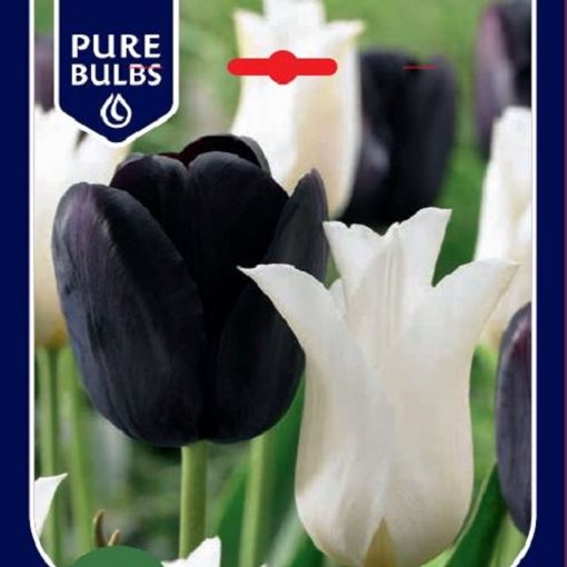 Tulipa MIX IN PACKAGING (Pure Plants / Bosrand / Deyl)
