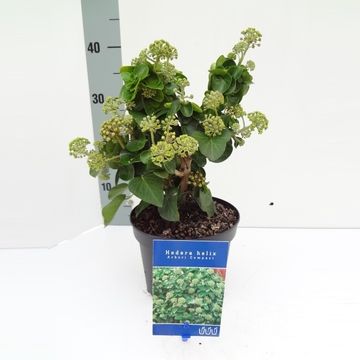 Hedera hibernica 'Arbori Compact'