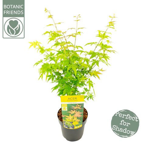 Acer palmatum 'Orange Dream' (Son & Koot)