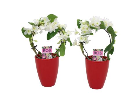 Dendrobium nobile STAR CLASS WHITE