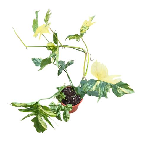 Philodendron FLORIDA BEAUTY x P. mayoi