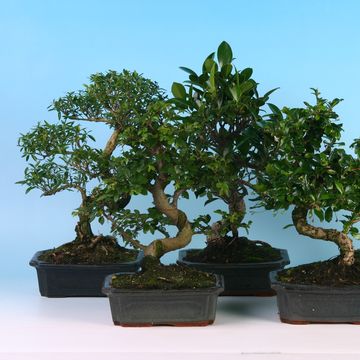 Bonsai MIX