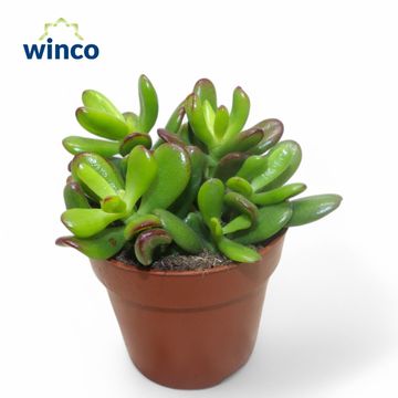 Crassula ovata 'Convoluta'