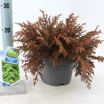 Microbiota decussata 'Lucas'