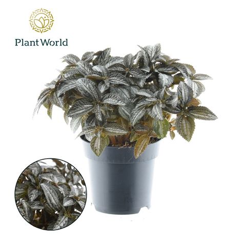 Pilea spruceana 'Silver Tree'