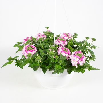 Verbena 'Venturi Rose'