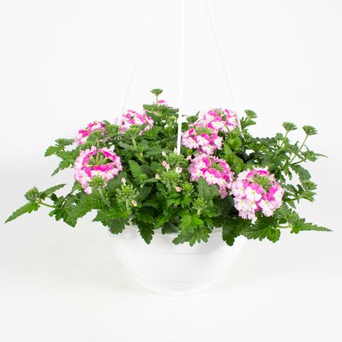 Verbena 'Venturi Rose'