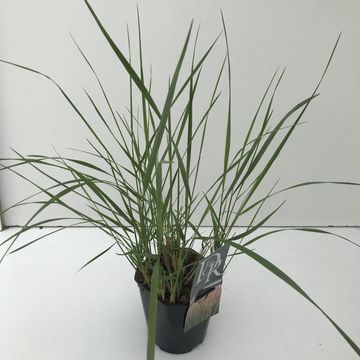 Calamagrostis x acutiflora 'Karl Foerster'