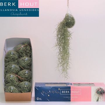 Tillandsia usneoides