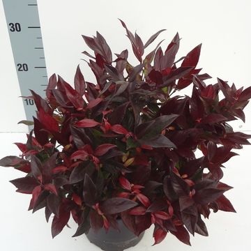 Leucothoe MIX