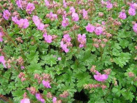 Geranium x cantabrigiense 'Cambridge'