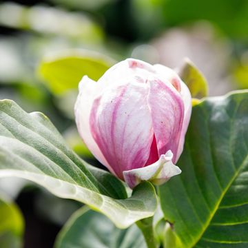 Magnolia denudata FRAGRANT CLOUD