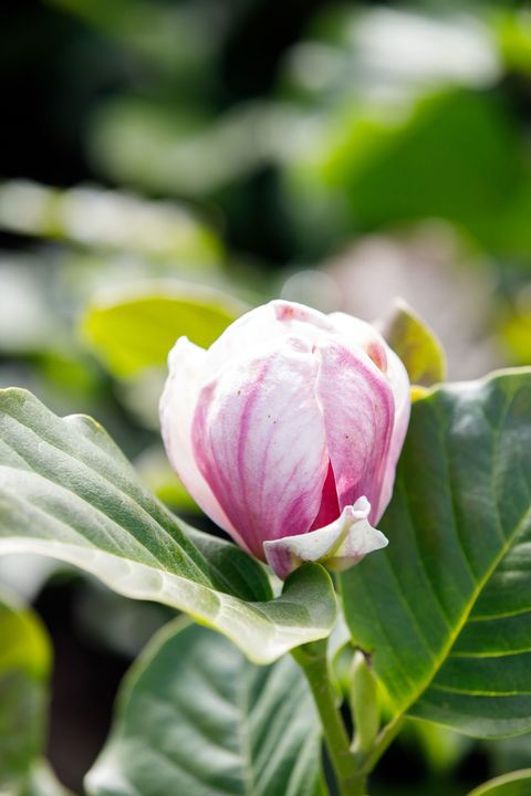 Magnolia denudata FRAGRANT CLOUD