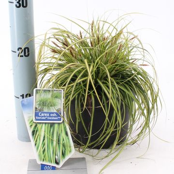 Carex oshimensis EVERCOLOR EVERSHEEN