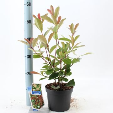 Photinia x fraseri 'Red Robin'