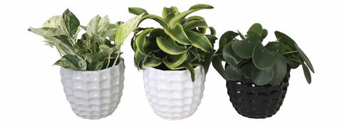 Houseplants MIX