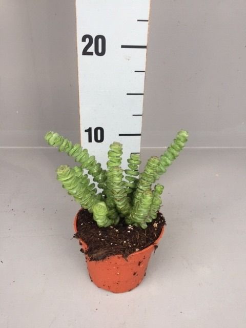 Crassula 'Hottentot'