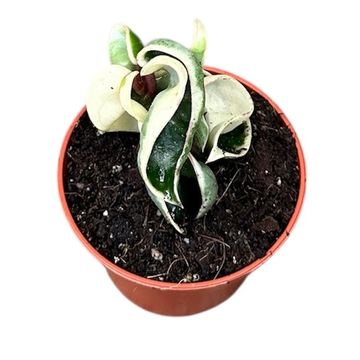 Hoya carnosa 'Compacta Variegata'