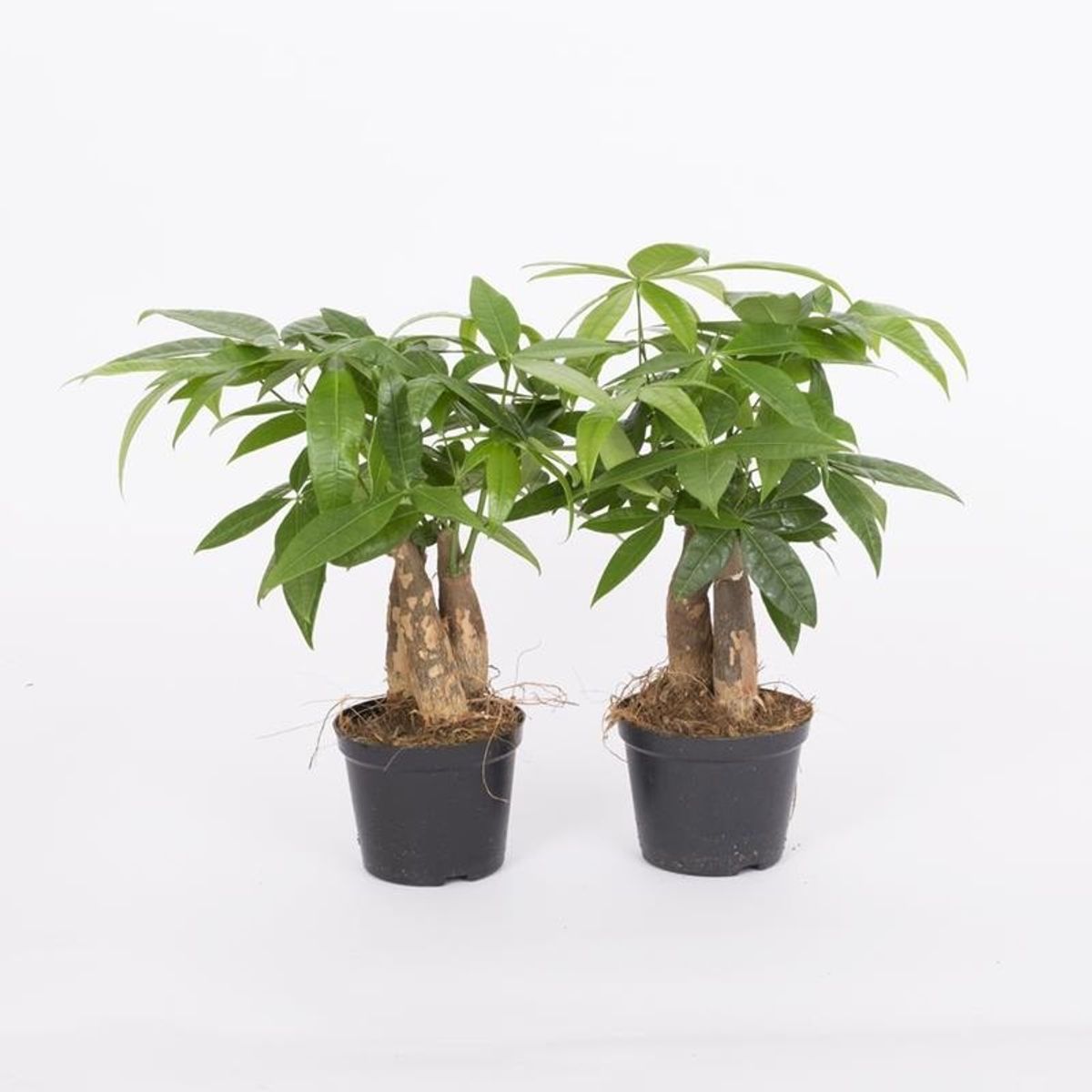 Pachira aquatica — Plant Wholesale FlorAccess
