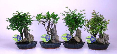 Bonsai MIX