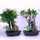 Bonsai MIX