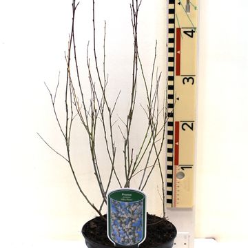 Prunus glandulosa 'Alba Plena'