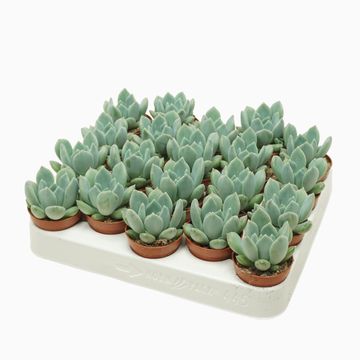 Pachyphytum 'Corvus'