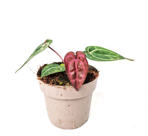 Anthurium DocBlock Zara '14' x Red Crystal '12'