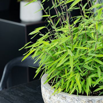 Fargesia nitida 'Gansu'