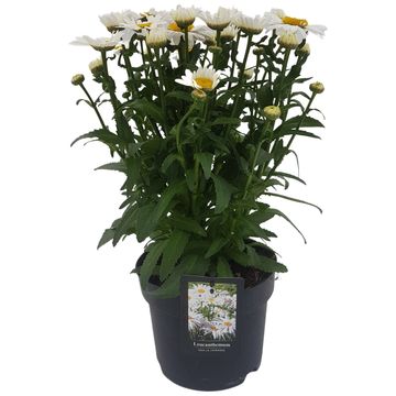 Leucanthemum OOH LA LAGRANDE